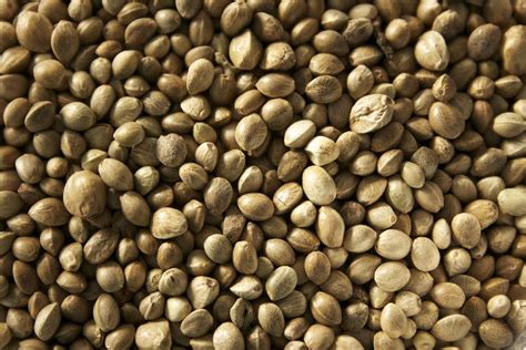 6 Uses for Hemp You Might Not Know About