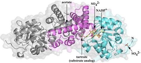 Overall Structure Of P Calidifontisl Serdh The Dimeric Structure Of Download Scientific