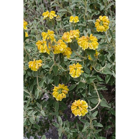 Sauge De Jérusalem Phlomis Fruticosa