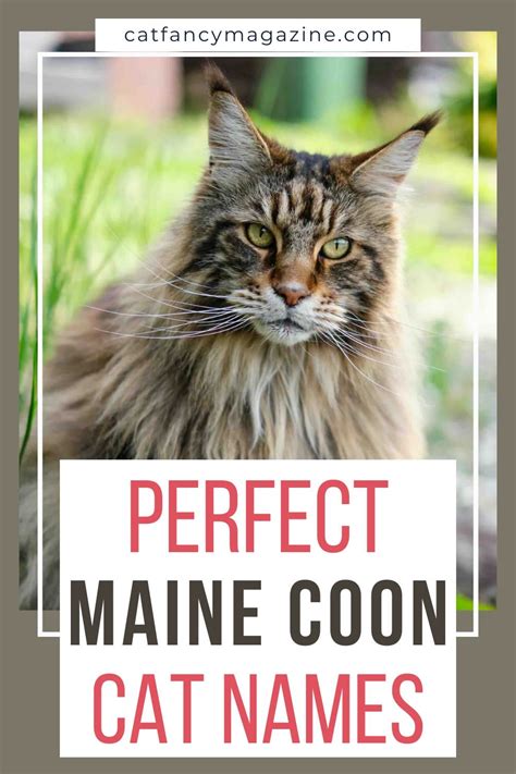 170 Best Maine Coon Cat Names For Your Majestic Kitty Cat Fancy Magazine