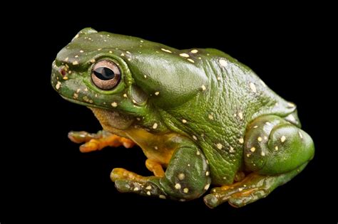 Magnificent Tree Frog Litoria Splendida Joel Sartore