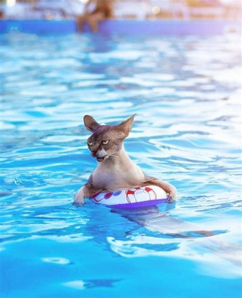 Ten Pictures Of Cats Swimming Because Some Cats Love To Swim