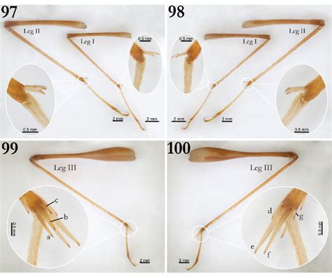 Phalangopsis Kyju N Sp Holotype Legs Morphology Right Legs I And