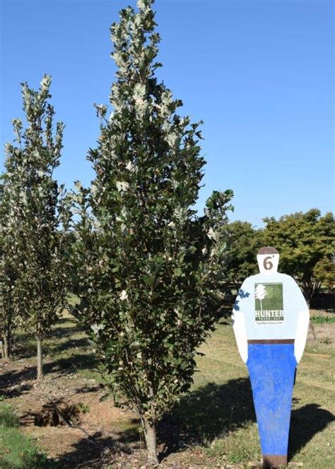 Quercus Robur X Bicolor Long Regal Prince FTG Archives Hunter