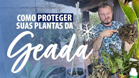 Dicas Para Proteger Suas Plantas Do Frio Geada Youtube