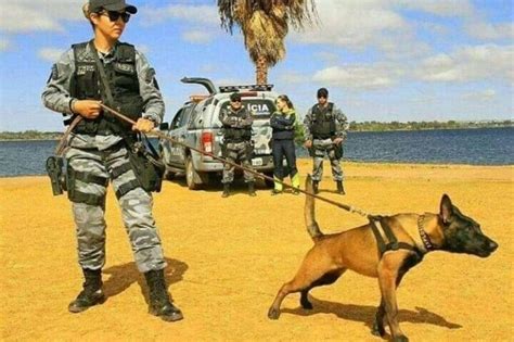 Oito Filhotes De Cachorro S O Treinados Para Atuar Na Pmdf