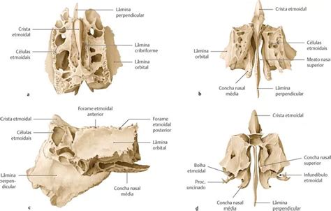 Neurocr Nio Anatomia Papel E Caneta Em Anatomia Dos Ossos