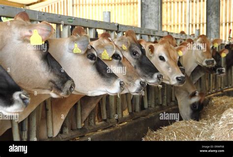 A Dairy Herd Of Jersey Cows Feed Indoors At A Farm In Derbyshire