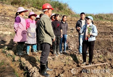 南丹县：引进茶树优良品种 提高茶叶生产效益 广西县域经济网