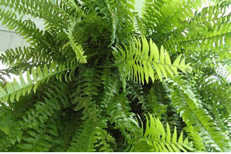 Boston Fern Plant Profile and Care guide - The Contented Plant