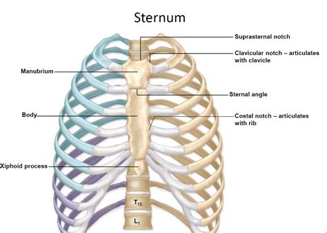 Sternum Bing Images