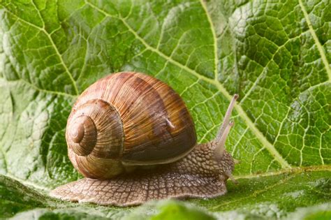 Das Sind Bekannte Heimische Schnecken