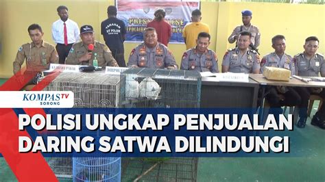 Polairud Papua Barat Gagalkan Penyelundupan 481 Satwa Dilindungi YouTube