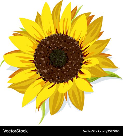 Sunflower Royalty Free Vector Image - VectorStock