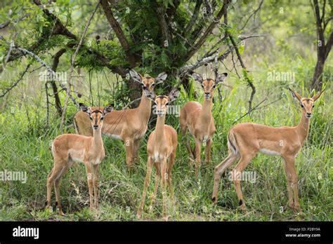 Adorable Group Of Baby Impalas Stock Photo Alamy