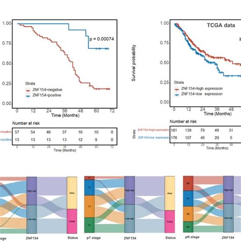 A Kaplan Meier Survival Curves Show That Patients With Znf