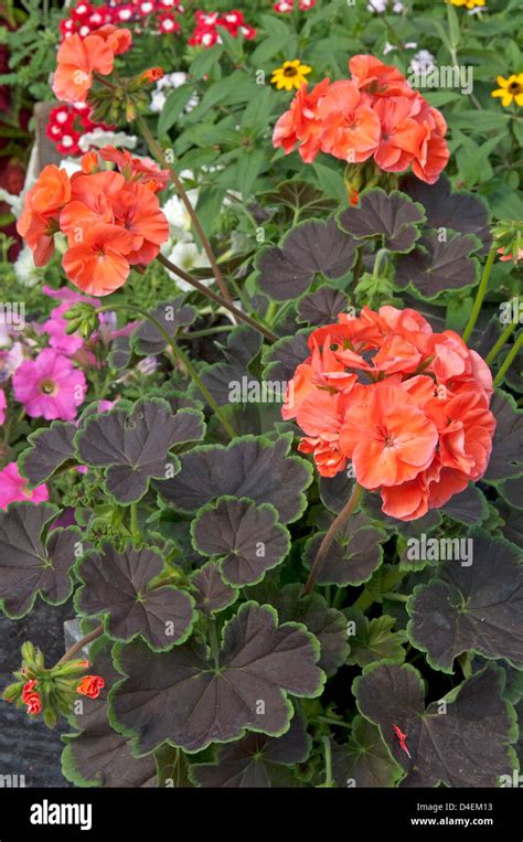 Geranium Pelargonium Black Velvet Coral Stock Photo Alamy