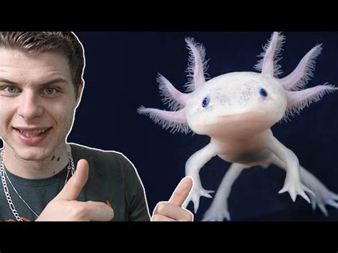 BÉBÉ AXOLOTL LE PREMIER VRAI REPAS EUBLEPHARIS Zoopedia life