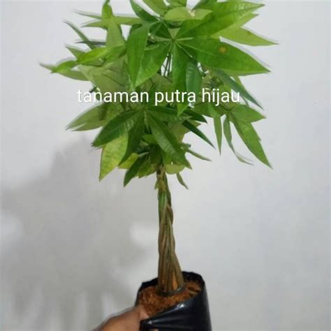 Jual Tanaman Hias Pacira Kepang 6 Tanama Uang Pohon Hoki Shopee