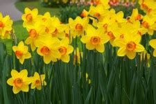 Two Yellow Daffodils Free Stock Photo Public Domain Pictures