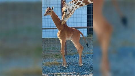 A rare baby giraffe was born without spots, a Tennessee zoo says