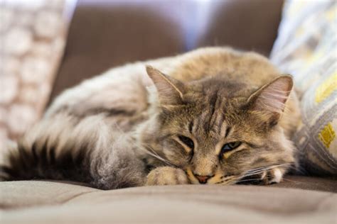 Cat Vomiting: 7 Causes and How to Help | Great Pet Care