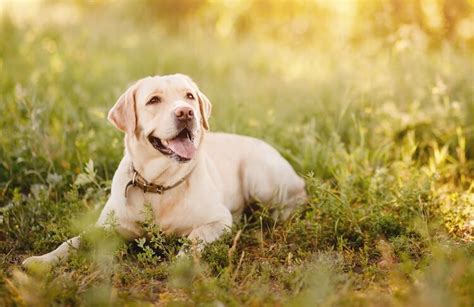 Labrador Names: 500 Unique, Cool & Funny Names for Labs