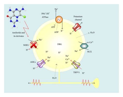 Role Of Nhe1 In Intracellular Ph Regulation And Nociception In