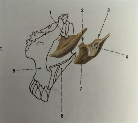 Concha nasalis inferior Diagram | Quizlet