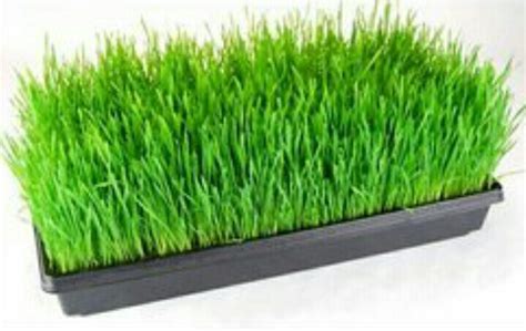 Hydroponic Trays at Rs 80/piece | Hydroponic Fodder Trays in Newasa ...