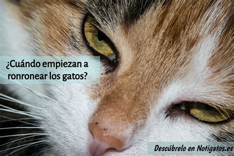 A Close Up Of A Cat S Face With The Words In Spanish Above It