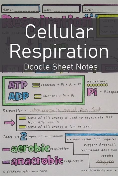 Aerobic And Anaerobic Cellular Respiration Doodle Sheets Printable Notes High School Chemistry