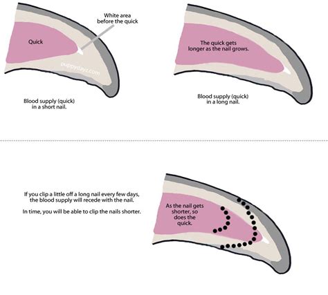 Dog Nail Diagram Nails Dog Long Trim Toenails Why Dogs Trimm