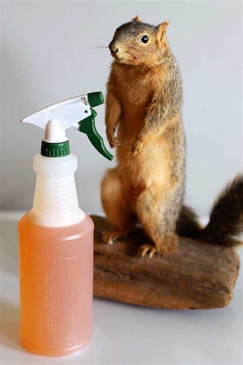 Homemade Squirrel Repellent Recipe 🐿️ - House of Hawthornes