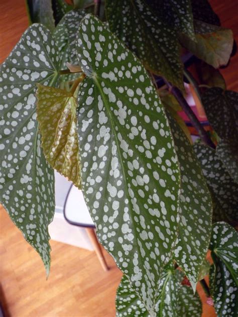 Begonia Maculata Kaufen Auf Ricardo