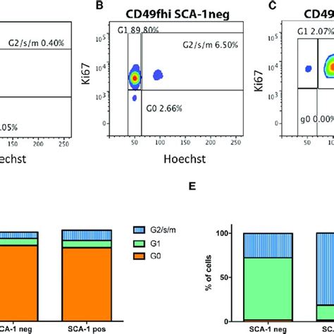 The Cd Cd F Hi Sca Subset Is Highly Proliferative Compared