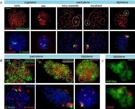 Analysis Of Histone Modifications On Z And Or W During Meiotic