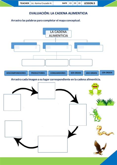 Arriba Imagen Mapa Mental Sobre La Cadena Alimenticia Abzlocal Mx