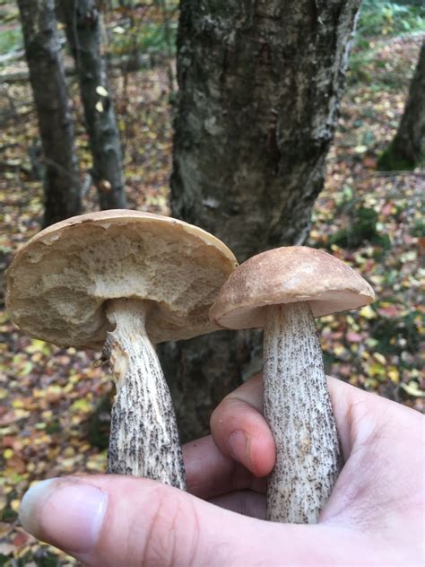 Leccinum Scabrum The Ultimate Mushroom Guide