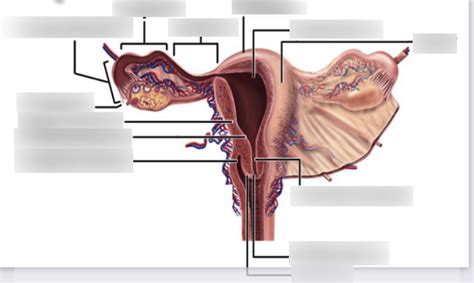 Fallopian Tubes Oviducts Diagram Quizlet