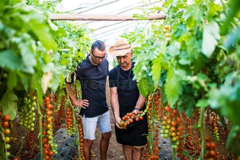 Two Farmer Workers At Greenhouse Check Cherry Tomato Harvest Stock