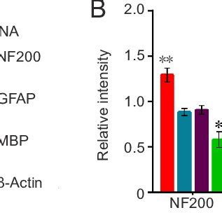 GFAP NF200 And MBP Protein Expression In Nerve Grafts 8 Weeks After