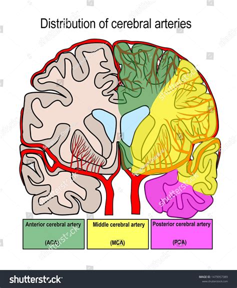 Illustration Shown Distribution Cerebral Arteries Ilustraci N De Stock