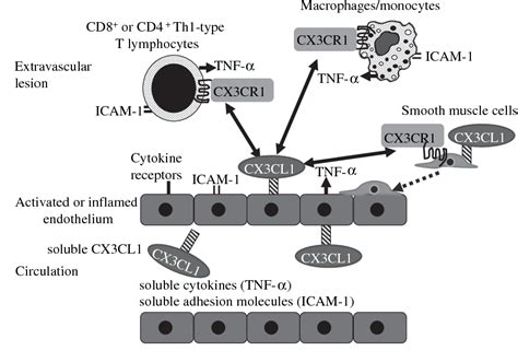 Figure From Relevance Of The Cx Cl Fractalkine Cx Cr Pathway In