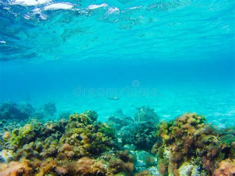 Végétation Sous marine En Eau Peu Profonde Image stock Image du