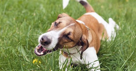 ¿por Qué Mi Perro Come Hierba