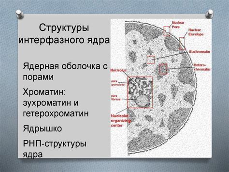 Ядрышко. Ядерная мембрана. Ядерно-цитоплазматический транспорт ...