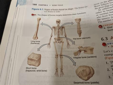 Bone Tissue Flashcards Quizlet