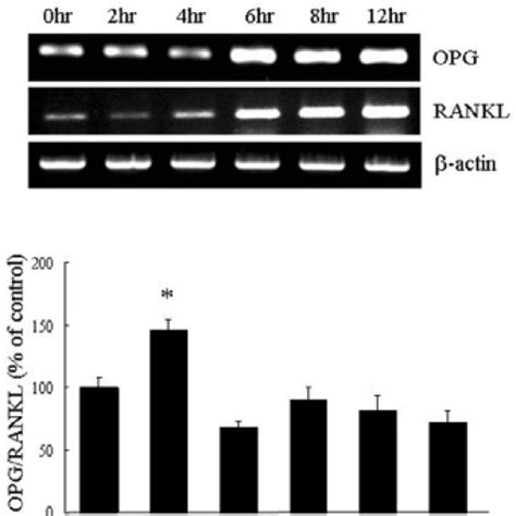 Regulation Of Opgrankl Expression In The Presence Of Rosiglitazone Download Scientific