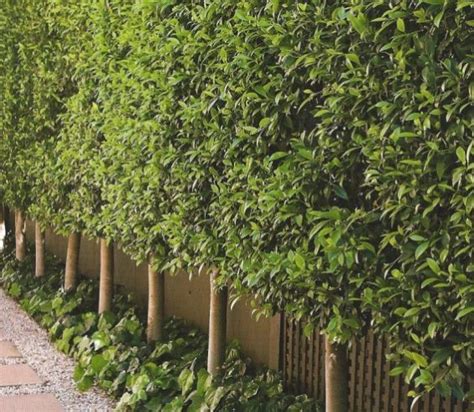 Amazing Ideas To Make Fence With Evergreen Plants Landscaping